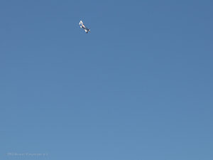 MFG Ikarus Marpingen-07