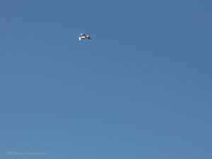 MFG Ikarus Marpingen-08