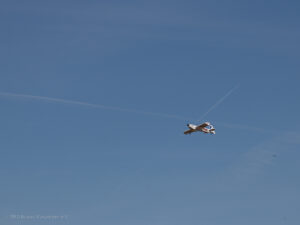 MFG Ikarus Marpingen-14